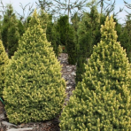 Smrek biely (Picea glauca) ´RAINBOW´S END´ – výška 10-20 cm, kont. C2L